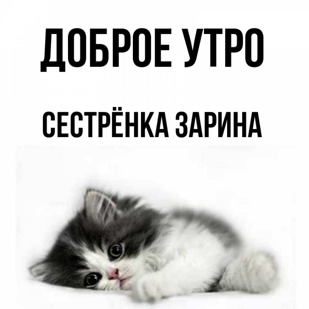 Открытка на каждый день с именем, Сестрёнка-Зарина Доброе утро кот лапки Прикольная открытка с пожеланием онлайн скачать бесплатно 
