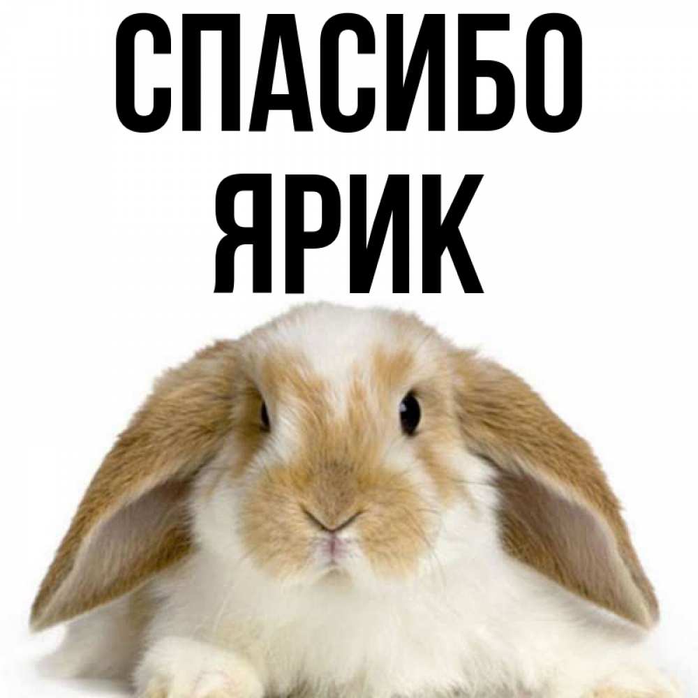 Люблю ярика картинка