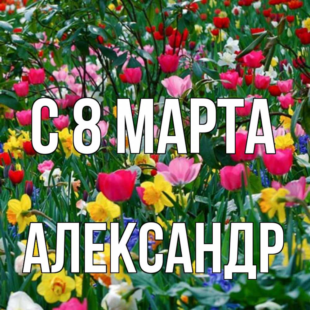 Открытка на каждый день с именем, Александр С 8 МАРТА с международным женским днем поздравления для женщины Прикольная открытка с пожеланием онлайн скачать бесплатно 