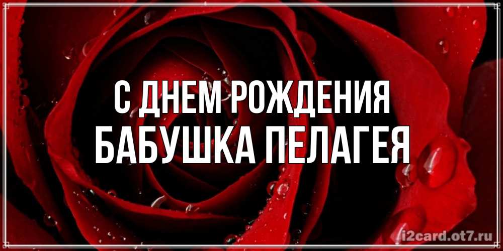 Открытка на каждый день с именем, Бабушка-Пелагея С днем рождения крупная бордовая роза Прикольная открытка с пожеланием онлайн скачать бесплатно 