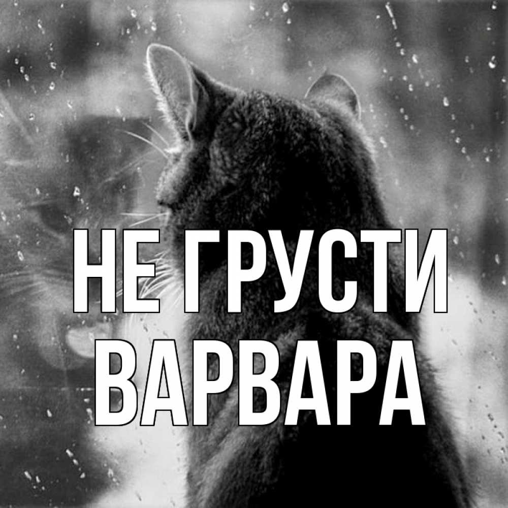 Открытка на каждый день с именем, Варвара Не грусти отражение кота 1 Прикольная открытка с пожеланием онлайн скачать бесплатно 