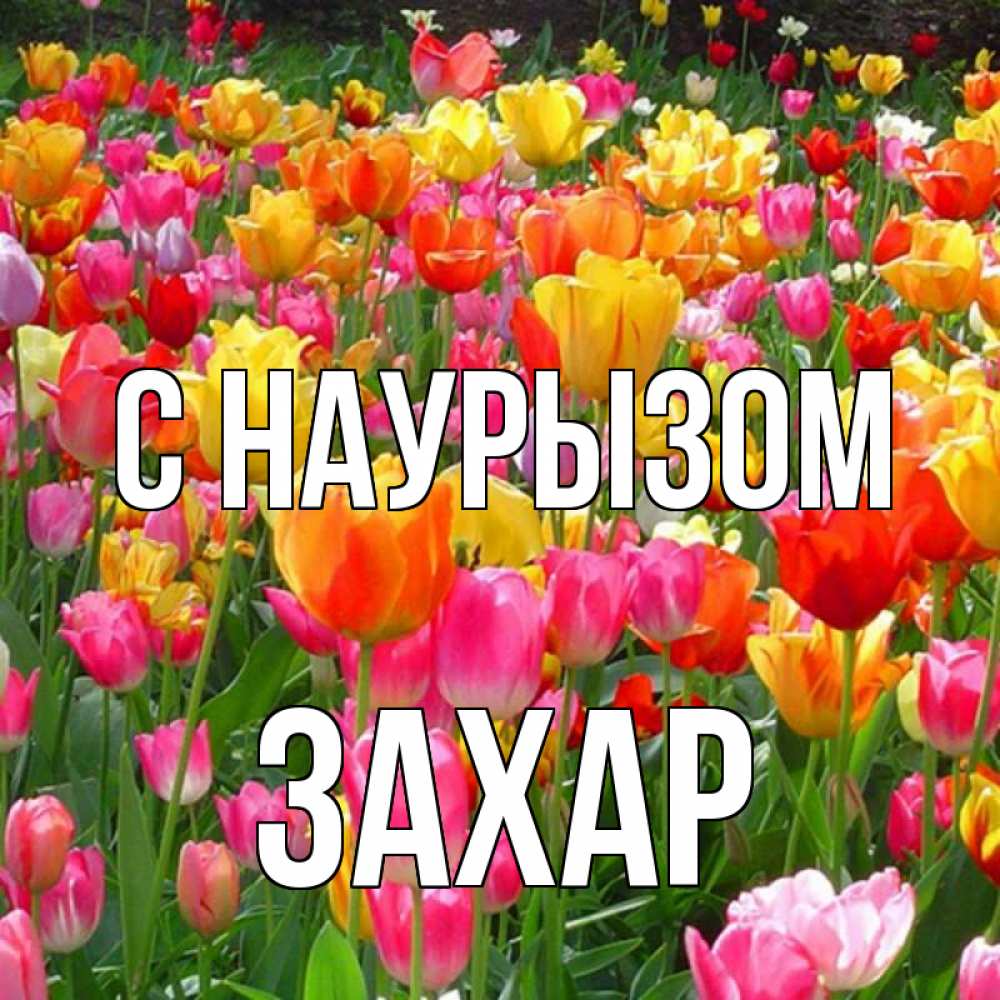 Открытка на каждый день с именем, Захар С наурызом праздник весны наурыз 4 Прикольная открытка с пожеланием онлайн скачать бесплатно 