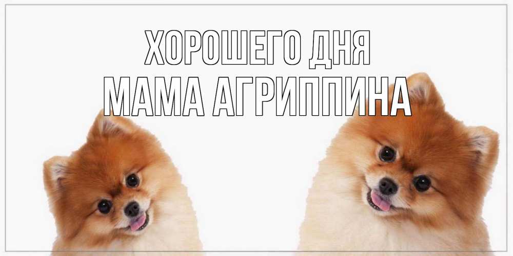 Открытка на каждый день с именем, Мама-Агриппина Хорошего дня собачки желают прекрасного дня Прикольная открытка с пожеланием онлайн скачать бесплатно 