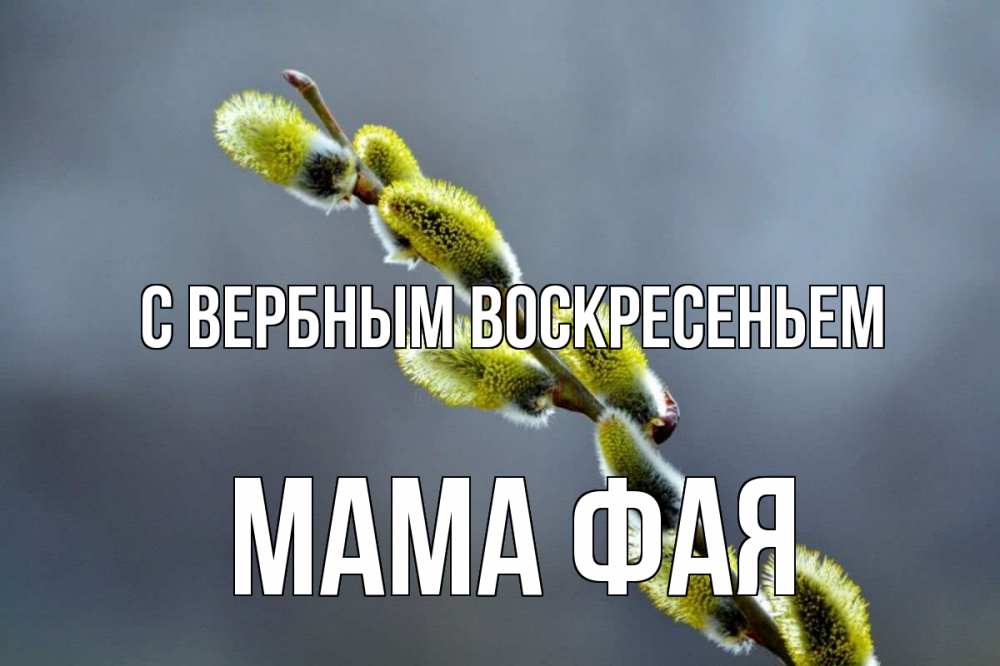 Открытка на каждый день с именем, Мама-Фая С вербным воскресеньем верба Прикольная открытка с пожеланием онлайн скачать бесплатно 