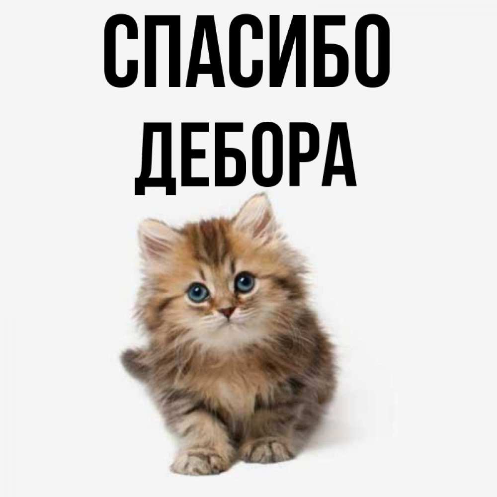 Открытка на каждый день с именем, Дебора Спасибо пушистый котик Прикольная открытка с пожеланием онлайн скачать бесплатно 