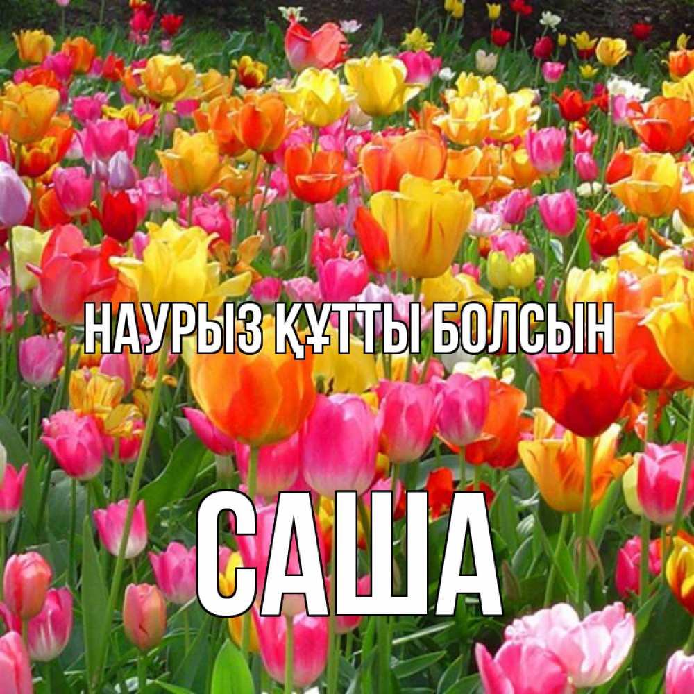 Открытка на каждый день с именем, Саша Наурыз құтты болсын на наурыз  ура ура Прикольная открытка с пожеланием онлайн скачать бесплатно 