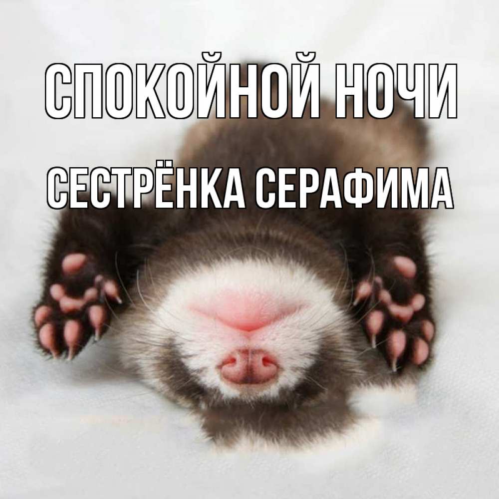 Открытка на каждый день с именем, Сестрёнка-Серафима Спокойной ночи зверек Прикольная открытка с пожеланием онлайн скачать бесплатно 