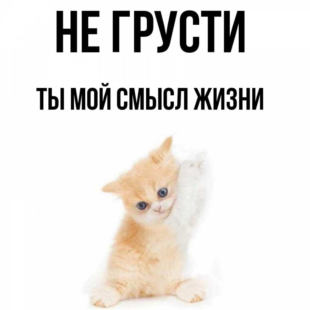 Открытка на каждый день с именем, Ты-мой-смысл-жизни Не грусти просящий кот Прикольная открытка с пожеланием онлайн скачать бесплатно 
