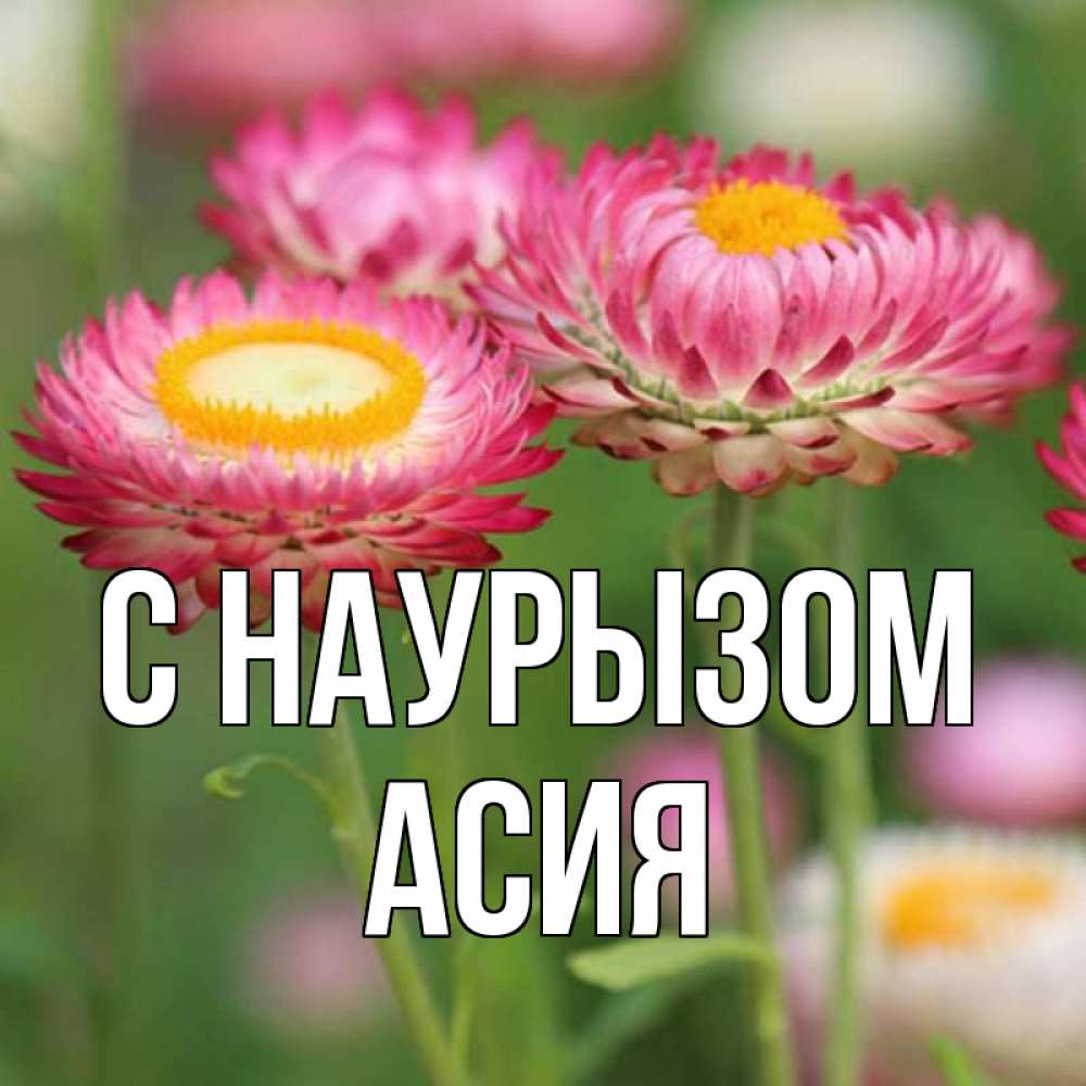 Открытка на каждый день с именем, Асия С наурызом подарок на международный женский день Прикольная открытка с пожеланием онлайн скачать бесплатно 