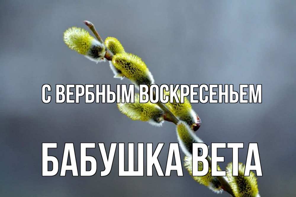 Открытка на каждый день с именем, Бабушка-Вета С вербным воскресеньем верба Прикольная открытка с пожеланием онлайн скачать бесплатно 
