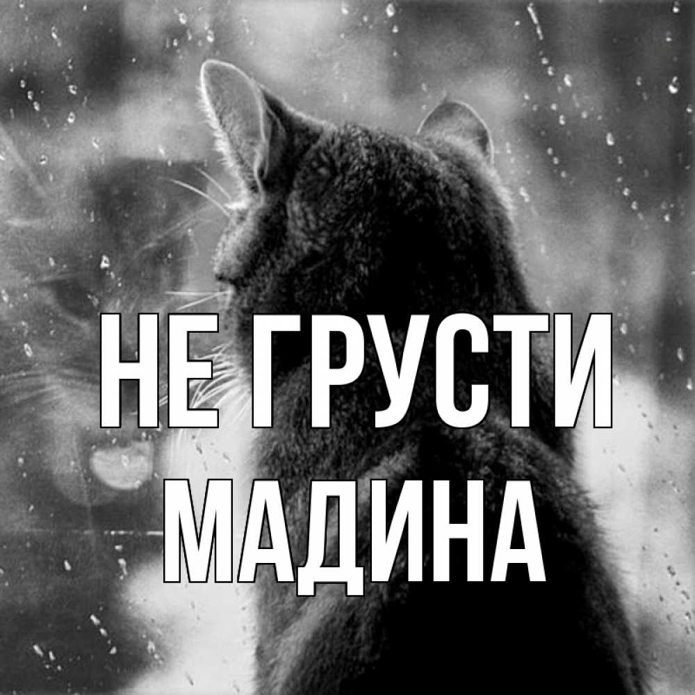 Открытка на каждый день с именем, Мадина Не грусти отражение кота 1 Прикольная открытка с пожеланием онлайн скачать бесплатно 
