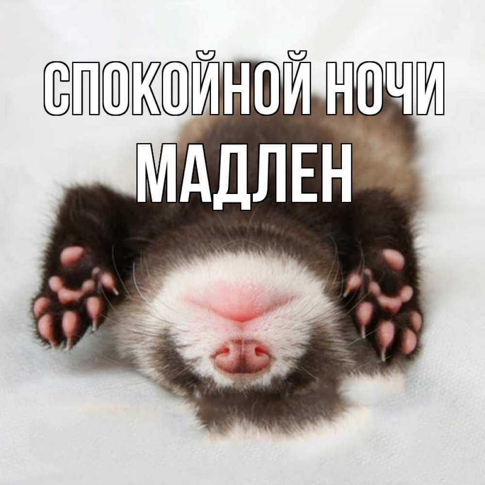 Открытка на каждый день с именем, Мадлен Спокойной ночи зверек Прикольная открытка с пожеланием онлайн скачать бесплатно 