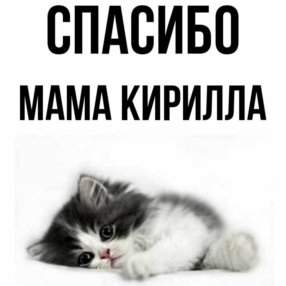 Открытка на каждый день с именем, Мама-Кирилла Спасибо черный и белый кот Прикольная открытка с пожеланием онлайн скачать бесплатно 