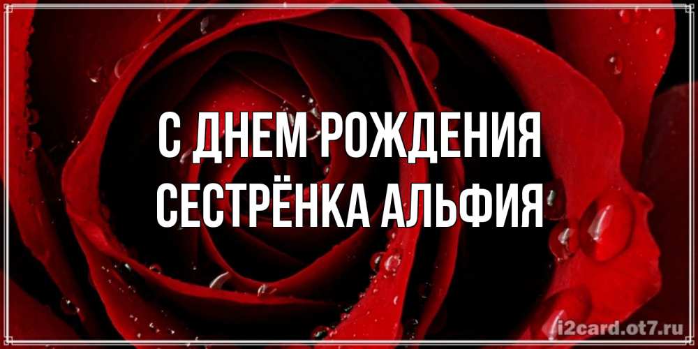 Открытка на каждый день с именем, Сестрёнка-Альфия С днем рождения крупная бордовая роза Прикольная открытка с пожеланием онлайн скачать бесплатно 