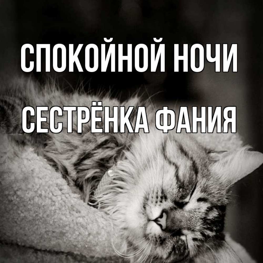 Открытка на каждый день с именем, Сестрёнка-Фания Спокойной ночи котярик пушистый Прикольная открытка с пожеланием онлайн скачать бесплатно 