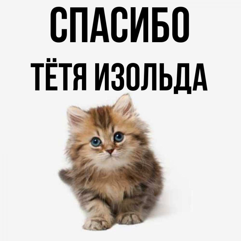 Открытка на каждый день с именем, Тётя-Изольда Спасибо пушистый котик Прикольная открытка с пожеланием онлайн скачать бесплатно 