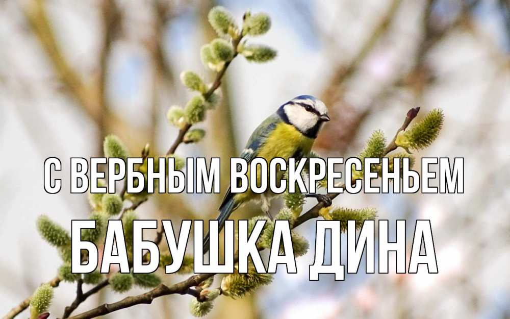 Открытка на каждый день с именем, Бабушка-Дина С вербным воскресеньем верба Прикольная открытка с пожеланием онлайн скачать бесплатно 