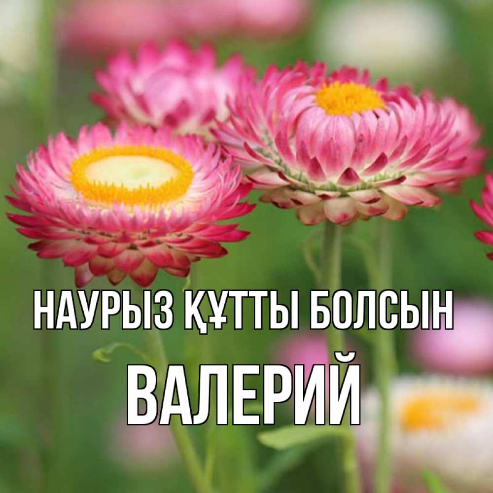 Открытка на каждый день с именем, Валерий Наурыз құтты болсын подарок на международный женский день Прикольная открытка с пожеланием онлайн скачать бесплатно 