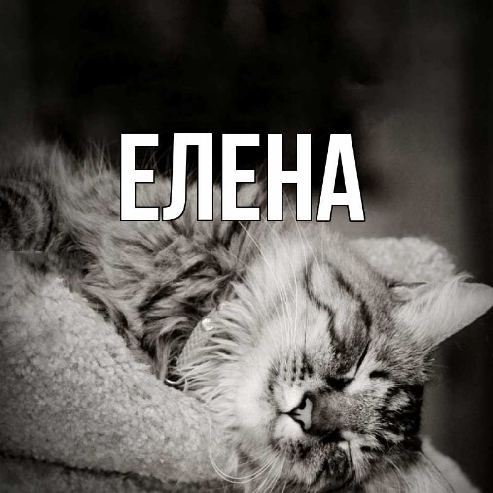 Открытка на каждый день с именем, Елена Главная котярик пушистый Прикольная открытка с пожеланием онлайн скачать бесплатно 