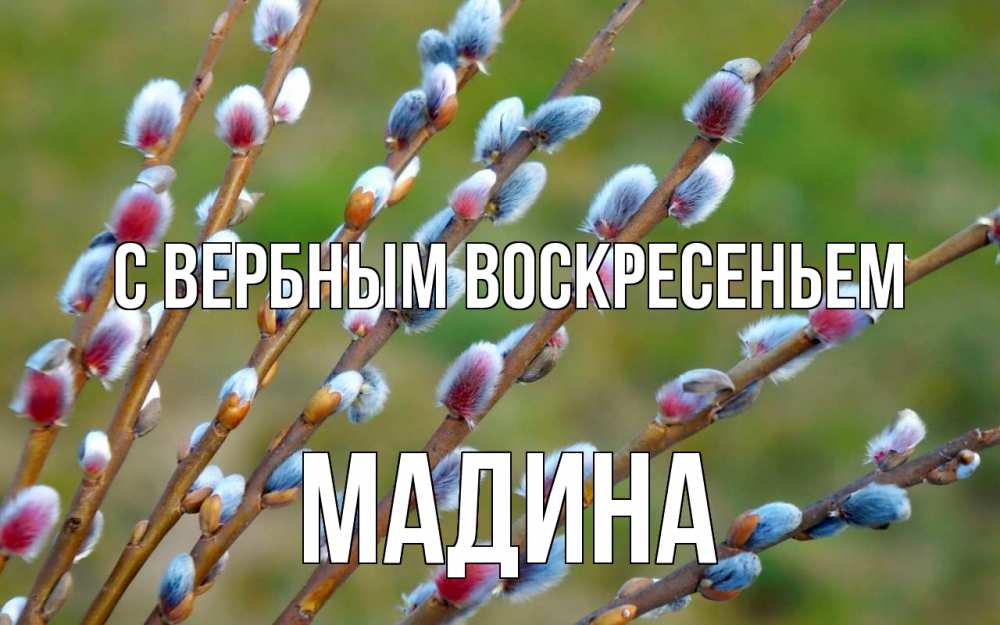 Открытка на каждый день с именем, Мадина С вербным воскресеньем верба Прикольная открытка с пожеланием онлайн скачать бесплатно 