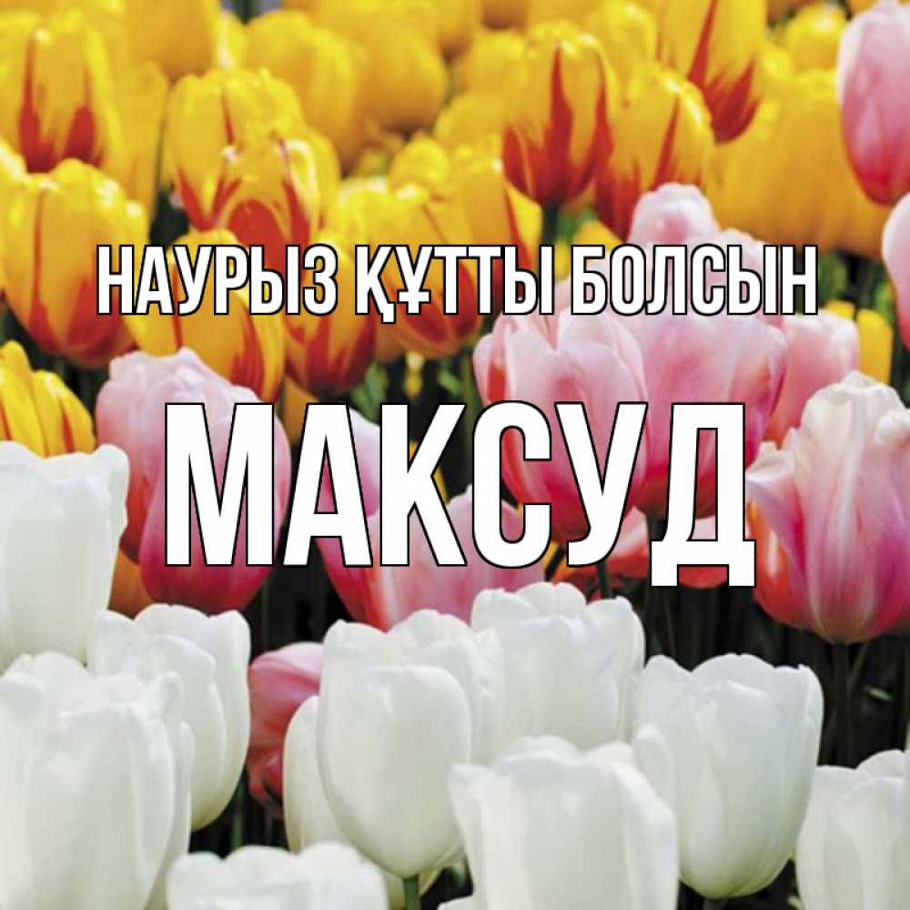 Открытка на каждый день с именем, Максуд Наурыз құтты болсын разноцветные цветы Прикольная открытка с пожеланием онлайн скачать бесплатно 