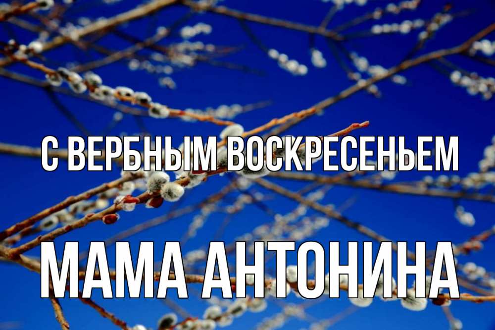 Открытка на каждый день с именем, Мама-Антонина С вербным воскресеньем верба Прикольная открытка с пожеланием онлайн скачать бесплатно 