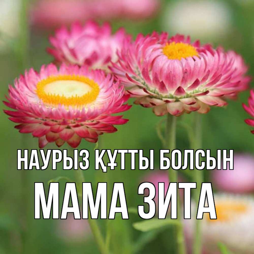 Открытка на каждый день с именем, Мама-Зита Наурыз құтты болсын подарок на международный женский день Прикольная открытка с пожеланием онлайн скачать бесплатно 