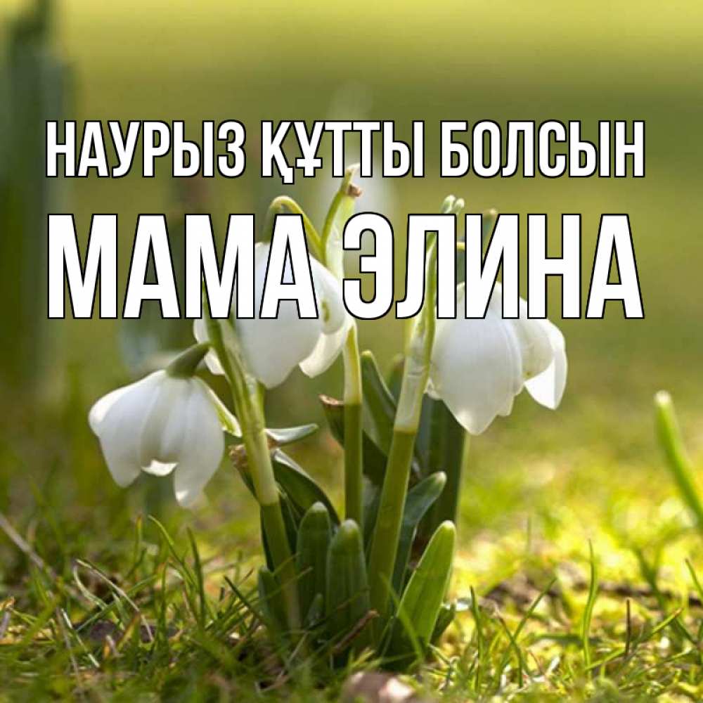 Открытка на каждый день с именем, Мама-Элина Наурыз құтты болсын ранние цветы 2 Прикольная открытка с пожеланием онлайн скачать бесплатно 
