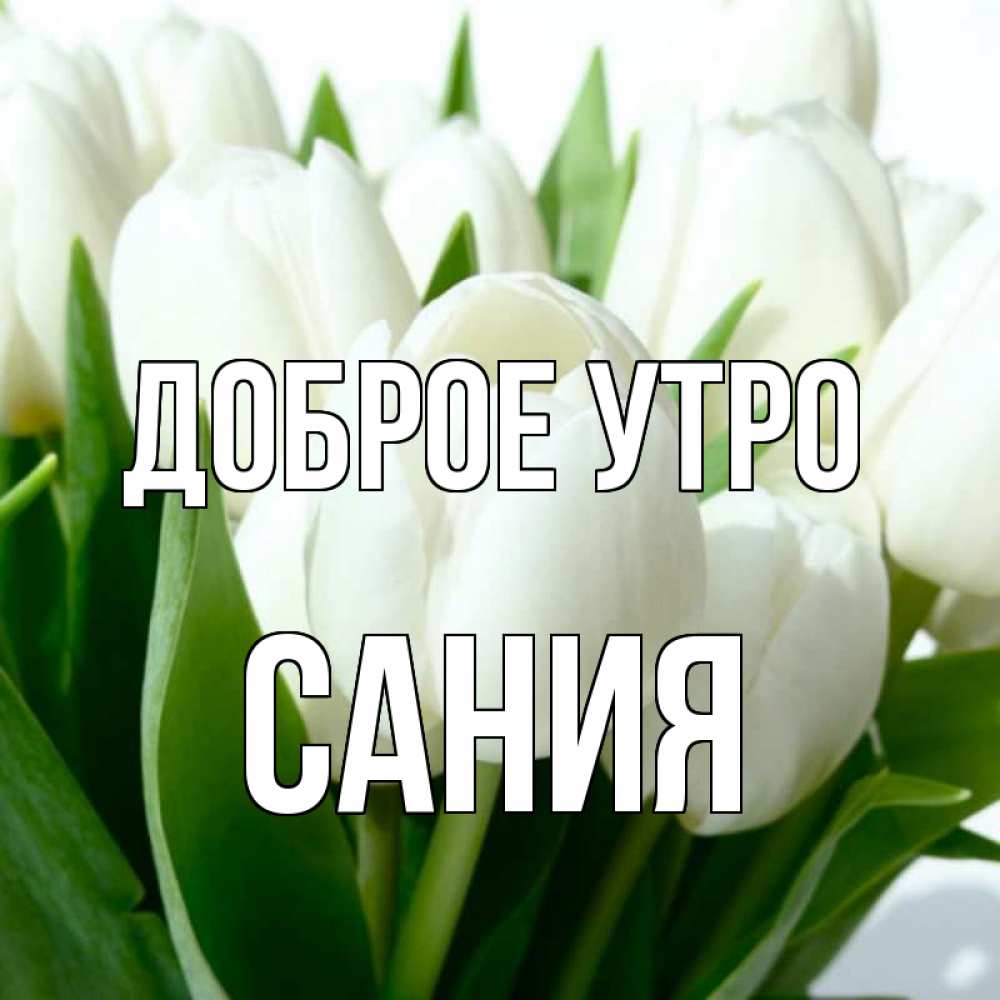 Открытка на каждый день с именем, Сания Доброе утро открытки на каждый день по именам Прикольная открытка с пожеланием онлайн скачать бесплатно 