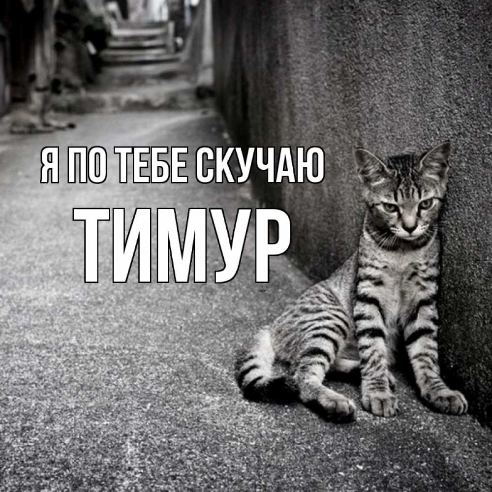 Открытка на каждый день с именем, Тимур Я по тебе скучаю одиноко котику Прикольная открытка с пожеланием онлайн скачать бесплатно 