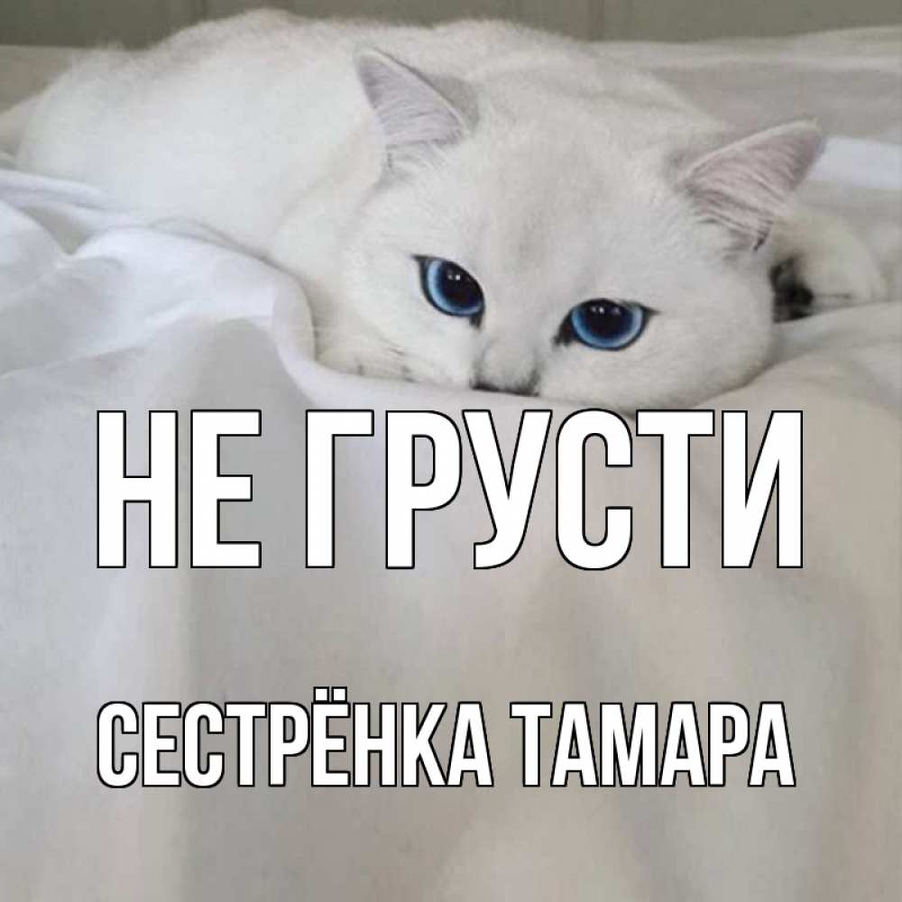 Открытка на каждый день с именем, Сестрёнка-Тамара Не грусти белый кот с голубыми глазами на белоснежной кровати Прикольная открытка с пожеланием онлайн скачать бесплатно 