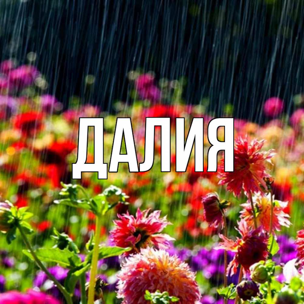 Картинка  с именем , Далия