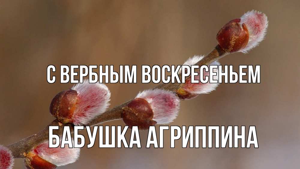 Открытка на каждый день с именем, Бабушка-Агриппина С вербным воскресеньем верба Прикольная открытка с пожеланием онлайн скачать бесплатно 