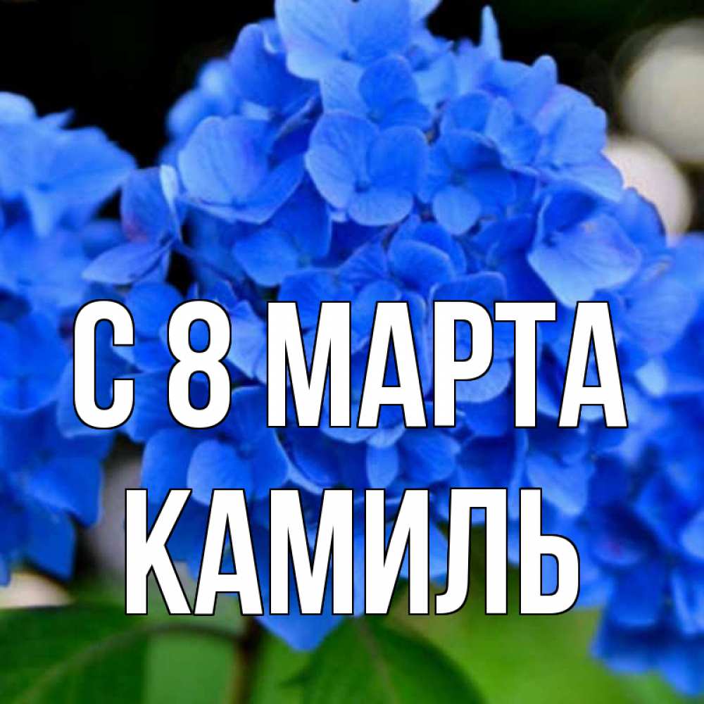 Открытка на каждый день с именем, Камиль С 8 марта синие цветы Прикольная открытка с пожеланием онлайн скачать бесплатно 