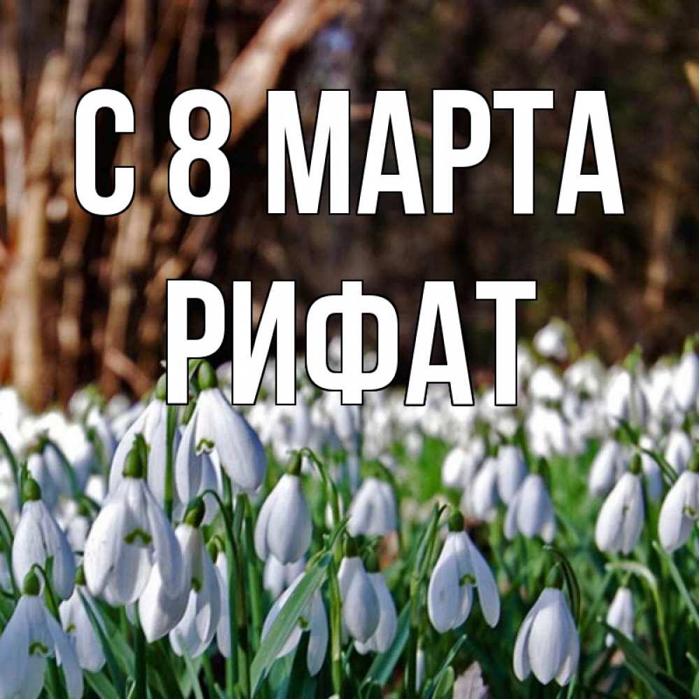 Открытка на каждый день с именем, Рифат С 8 МАРТА с подснежниками 1 Прикольная открытка с пожеланием онлайн скачать бесплатно 
