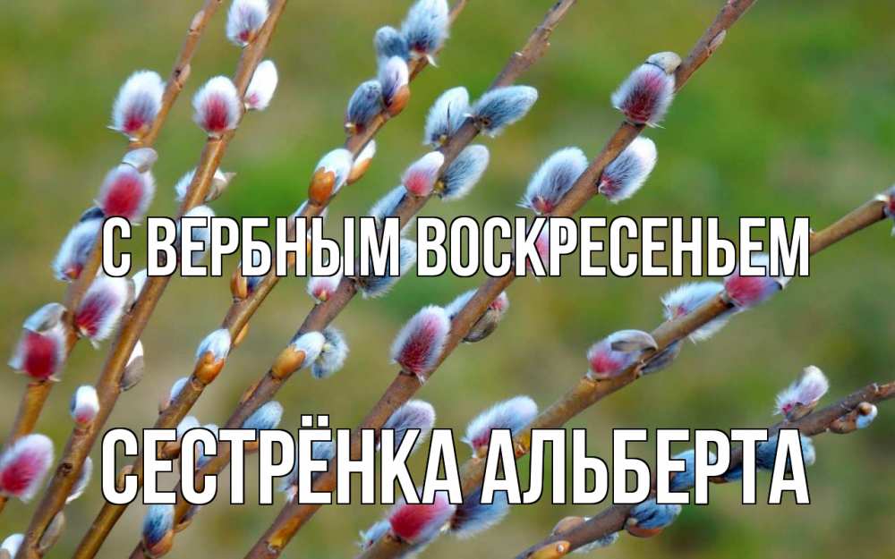 Открытка на каждый день с именем, Сестрёнка-Альберта С вербным воскресеньем верба Прикольная открытка с пожеланием онлайн скачать бесплатно 