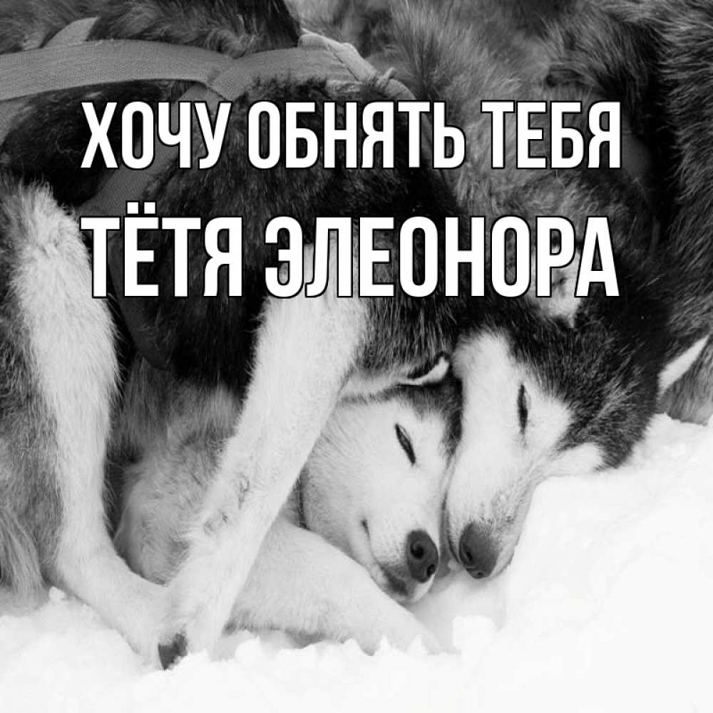 Открытка на каждый день с именем, Тётя-Элеонора Хочу обнять тебя собачки в упряжке Прикольная открытка с пожеланием онлайн скачать бесплатно 