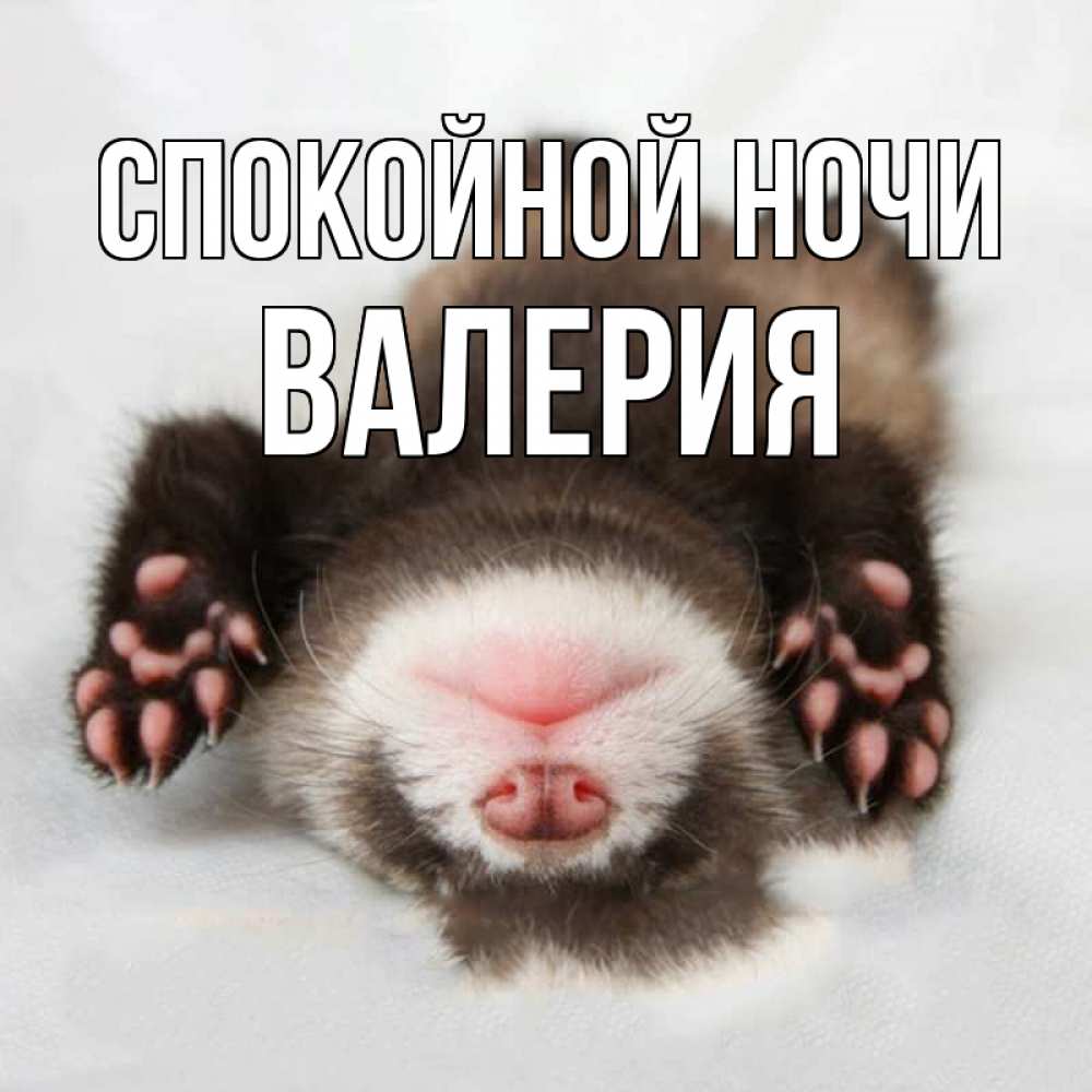 Открытка на каждый день с именем, Валерия Спокойной ночи зверек Прикольная открытка с пожеланием онлайн скачать бесплатно 