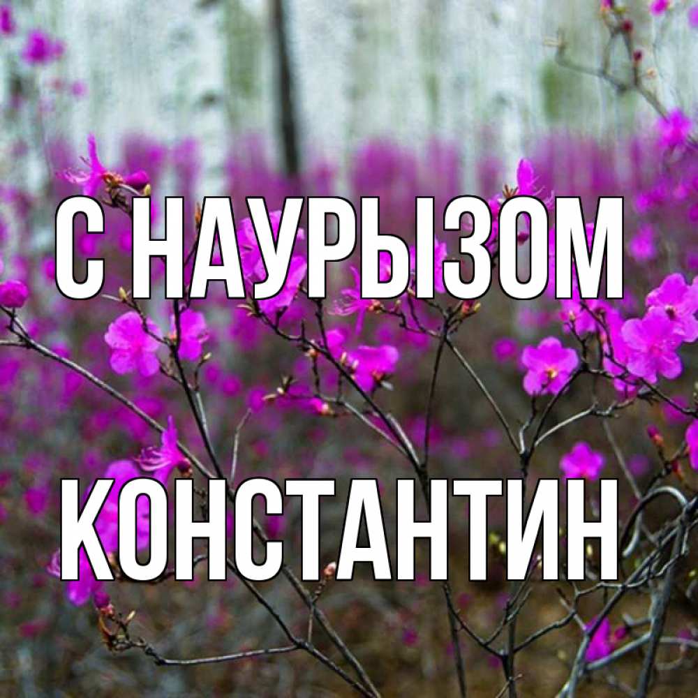 Открытка на каждый день с именем, Константин С наурызом дикие цветы Прикольная открытка с пожеланием онлайн скачать бесплатно 