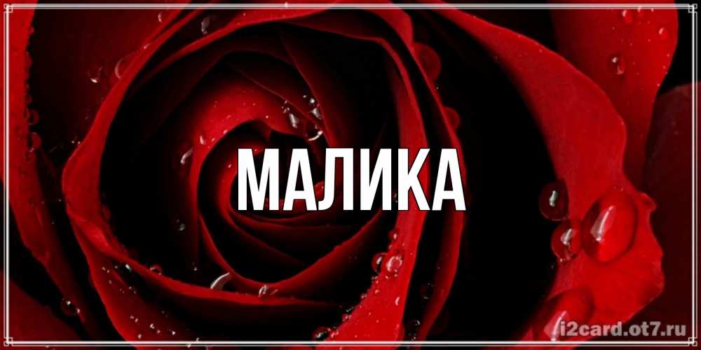 Открытка на каждый день с именем, Малика Главная крупная бордовая роза Прикольная открытка с пожеланием онлайн скачать бесплатно 