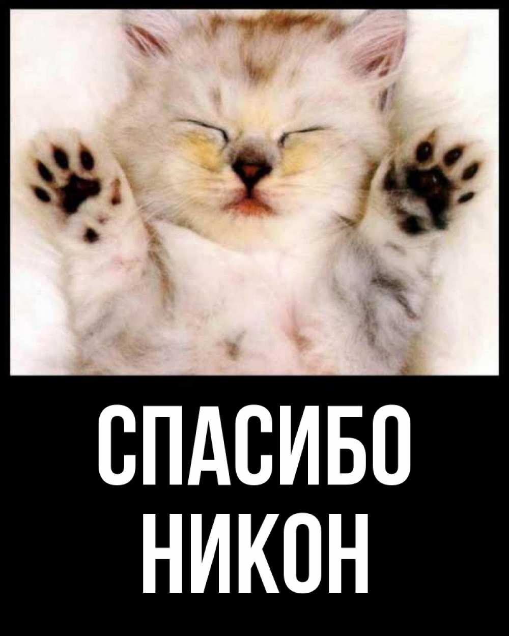 Открытка на каждый день с именем, Никон Спасибо маленький котенок Прикольная открытка с пожеланием онлайн скачать бесплатно 