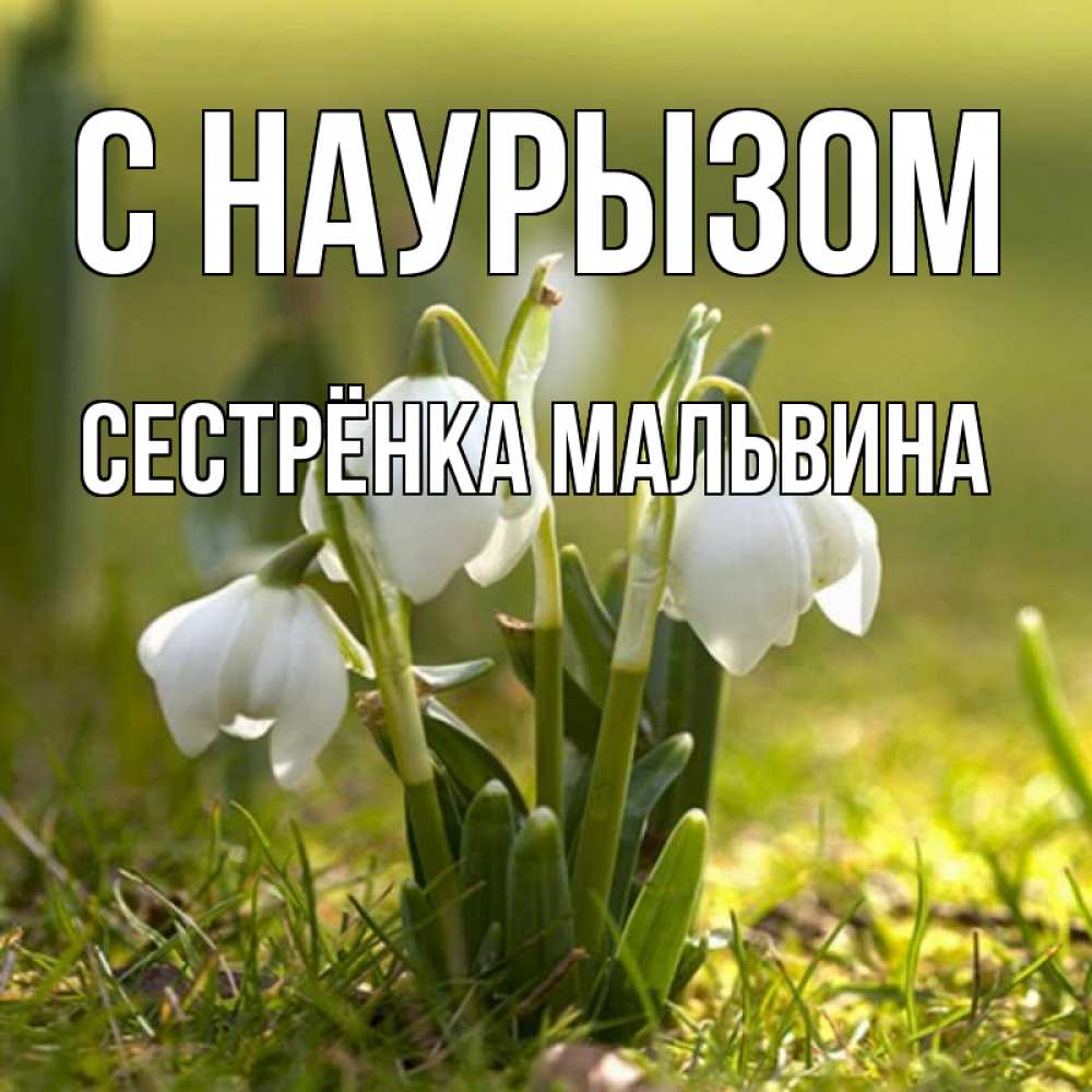 Открытка на каждый день с именем, Сестрёнка-Мальвина С наурызом ранние цветы 2 Прикольная открытка с пожеланием онлайн скачать бесплатно 