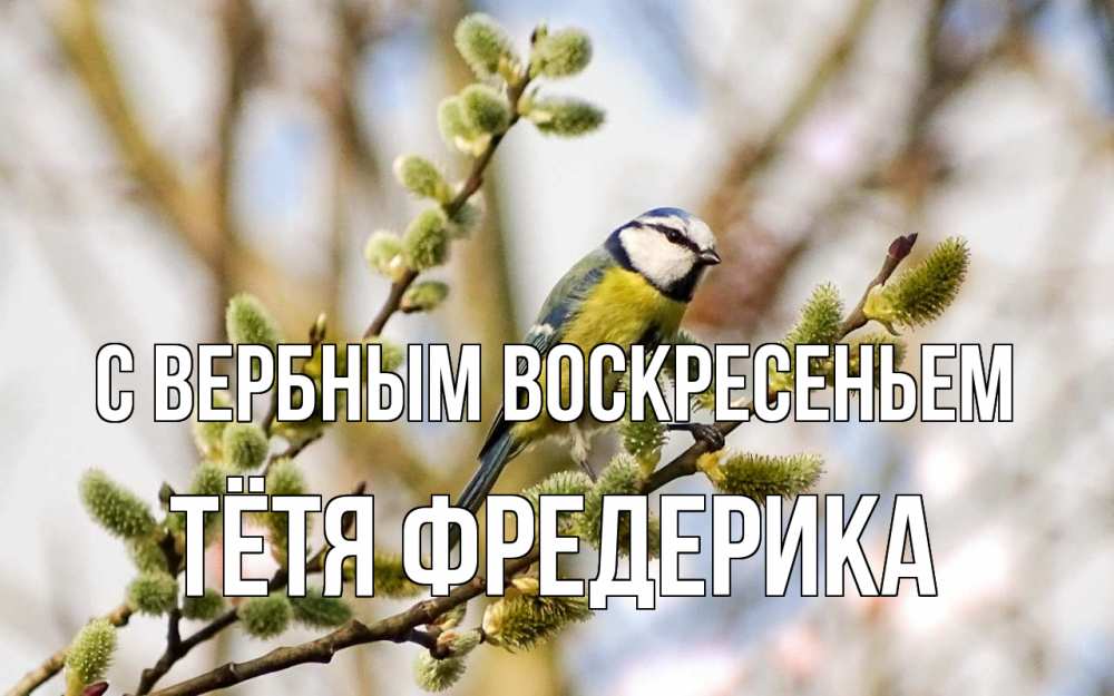 Открытка на каждый день с именем, Тётя-Фредерика С вербным воскресеньем верба Прикольная открытка с пожеланием онлайн скачать бесплатно 