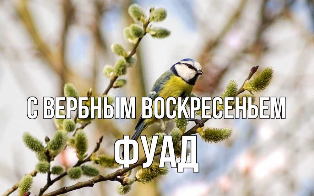 Открытка на каждый день с именем, Фуад С вербным воскресеньем верба Прикольная открытка с пожеланием онлайн скачать бесплатно 