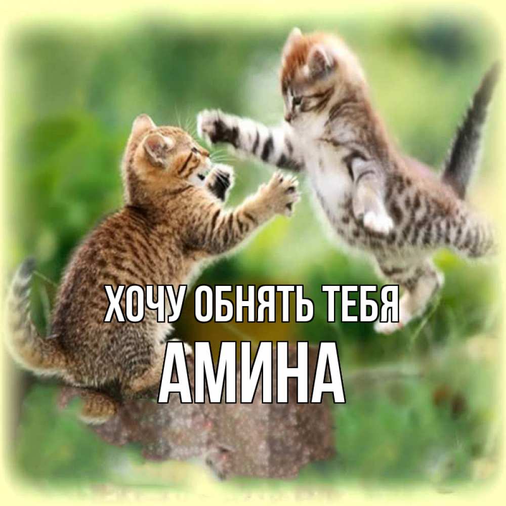 Открытка на каждый день с именем, Амина Хочу обнять тебя игры котят Прикольная открытка с пожеланием онлайн скачать бесплатно 