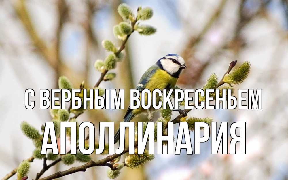Открытка на каждый день с именем, Аполлинария С вербным воскресеньем верба Прикольная открытка с пожеланием онлайн скачать бесплатно 