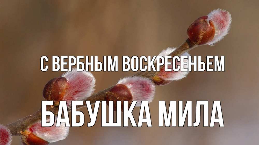 Открытка на каждый день с именем, Бабушка-Мила С вербным воскресеньем верба Прикольная открытка с пожеланием онлайн скачать бесплатно 