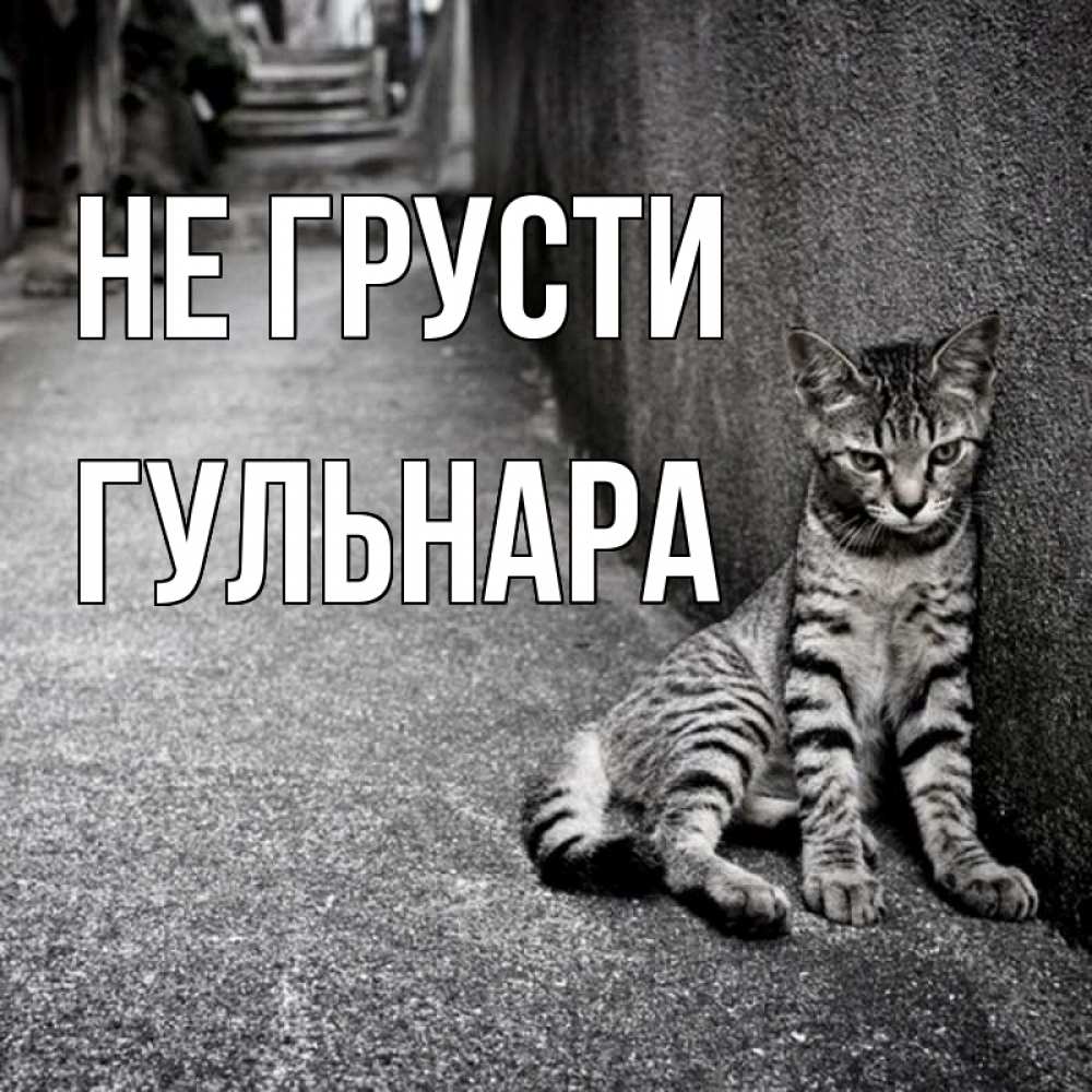 Открытка на каждый день с именем, Гульнара Не грусти скучающий котик Прикольная открытка с пожеланием онлайн скачать бесплатно 