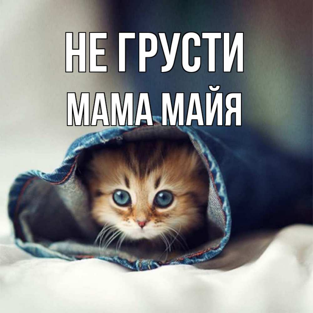 Открытка на каждый день с именем, Мама-Майя Не грусти кот в одежде Прикольная открытка с пожеланием онлайн скачать бесплатно 