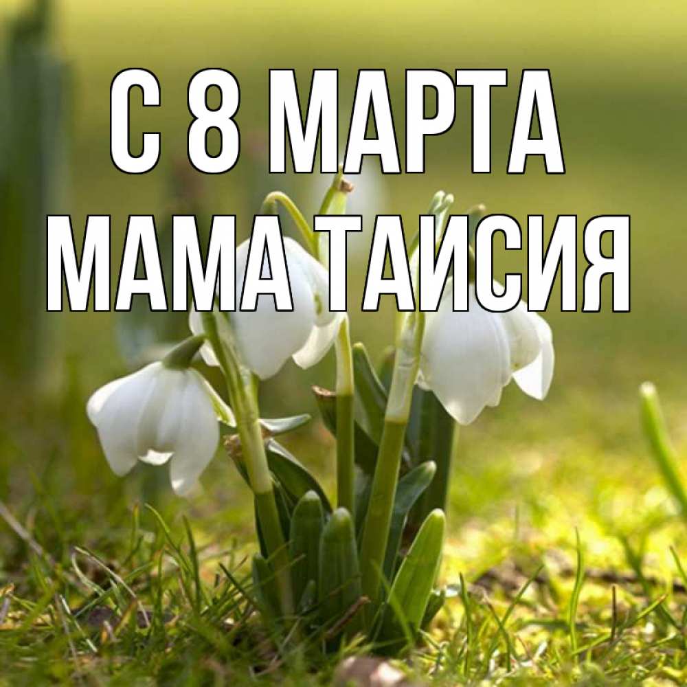 Открытка на каждый день с именем, Мама-Таисия С 8 МАРТА ранние цветы 2 Прикольная открытка с пожеланием онлайн скачать бесплатно 